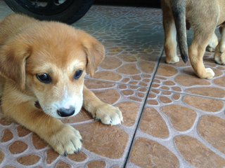 Little Puppy For Adoption - Mixed Breed Dog