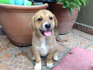 Little Puppy For You - Mixed Breed Dog