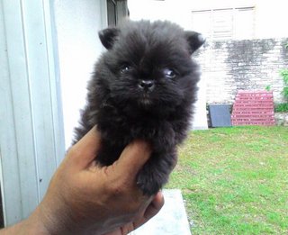 Black Pomeranian With Mka  - Pomeranian Dog