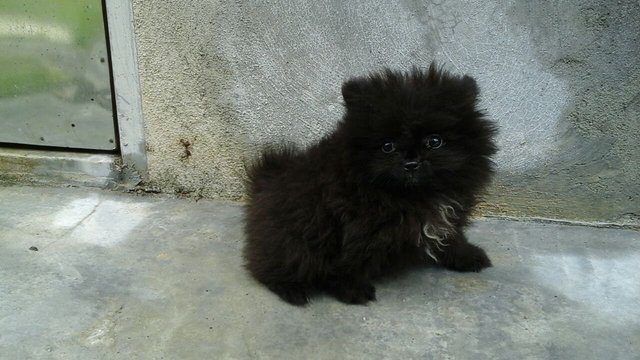 Black Pomeranian With Mka  - Pomeranian Dog