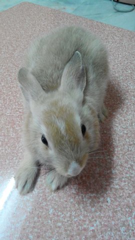 PF64729 - Bunny Rabbit Rabbit