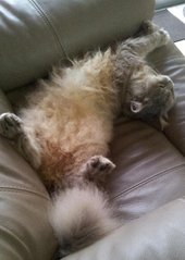 Kakak - Persian Cat