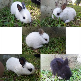 5 Rabbit - Angora Rabbit + Mini Rex Rabbit