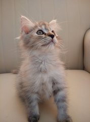 Furby - Persian + Ragamuffin Cat
