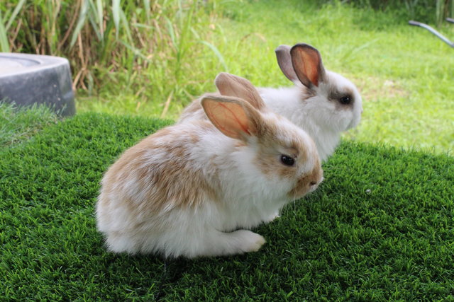 Rabbit - Holland Lop - Holland Lop Rabbit
