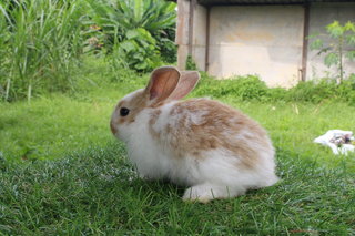 Rabbit - Holland Lop - Holland Lop Rabbit