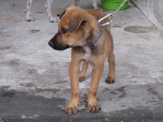 PF64820 - Mixed Breed Dog