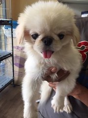 Mini Pekingese  - Pekingese Dog