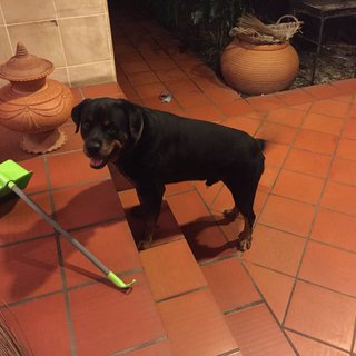 Bruno - Rottweiler Dog