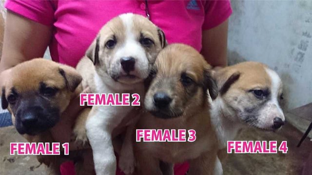 8 New Born Puppies !! - Mixed Breed Dog