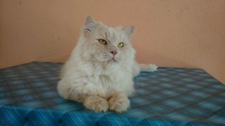 Lionn - Maine Coon + Persian Cat