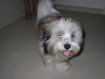 Fluffy - Lhasa Apso Dog