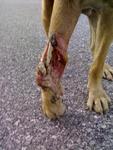 Injured Dog  With 5 Puppies Photos - Mixed Breed Dog