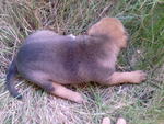 3 puppies of this breed which consist of a male and two females.(1 Male & 1 Female Adopted)