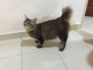 Mokmok - Domestic Medium Hair Cat