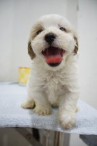 The Happy Boy Mini Poodle - Poodle Dog