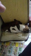 Patches And Charlie - Mixed Breed Dog