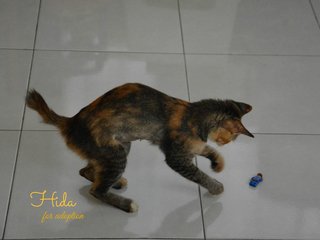 Hida - Domestic Short Hair Cat