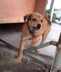 Hazel - Hound Mix Dog