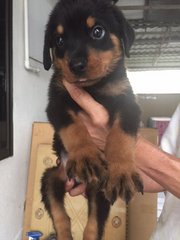 Rottweiler Father Imported Serbia - Rottweiler Dog