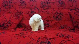 Tiny Poodle - Poodle Dog