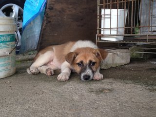 Cute Puppy Looking For Home  - Mixed Breed Dog