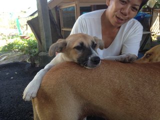 Cute Puppy Looking For Home  - Mixed Breed Dog