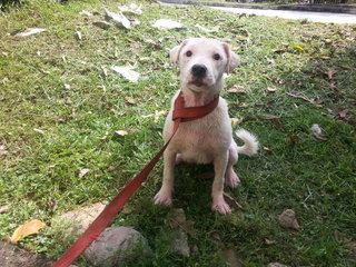 Pitbull White - American Staffordshire Terrier Dog