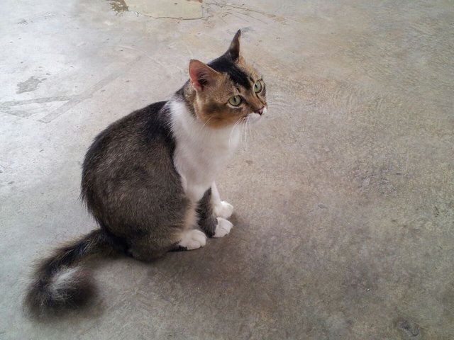 PF65268 - Domestic Short Hair Cat