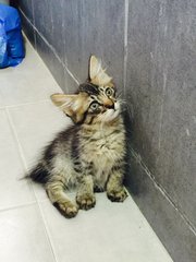 Junior - Domestic Medium Hair Cat