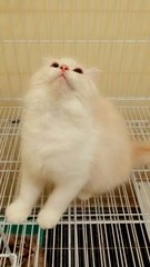 Female Semiflat Persian - Persian + Domestic Long Hair Cat
