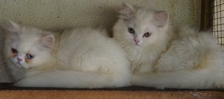 PF65391 - Persian Cat