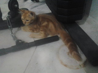 Goldberg - Domestic Medium Hair + Domestic Long Hair Cat