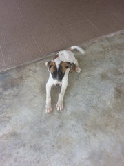 Giant In Kulim - Mixed Breed Dog