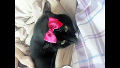 Kucing - Domestic Medium Hair Cat