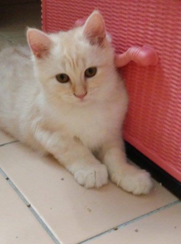 Maisie - Ragamuffin + Persian Cat