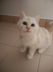 Maisie - Ragamuffin + Persian Cat