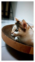 Wang Wang - Snowshoe + American Shorthair Cat