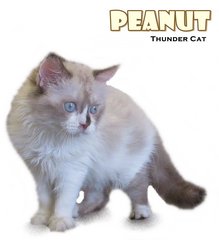Peanuts - Ragdoll Cat