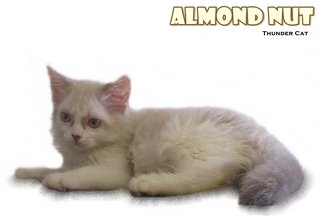 Almond Nut - Ragdoll Cat