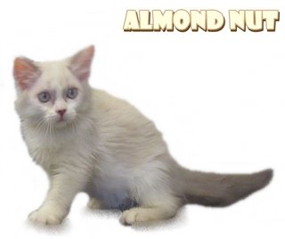 Almond Nut - Ragdoll Cat