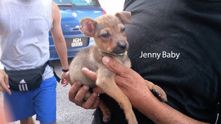 Jenny-baby - Mixed Breed Dog