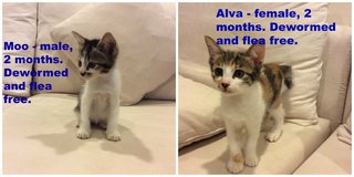 Alva &amp; Moo - Domestic Short Hair Cat