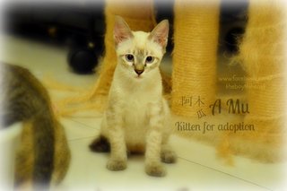 A-mu 阿木 - Fruit Stall Kitten - Domestic Short Hair Cat