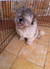 PF65759 - Shih Tzu Dog