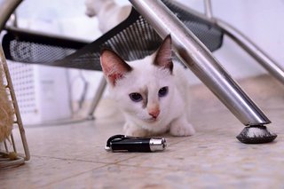 (Adopted) Mayki - Ariel - Domestic Short Hair + Siamese Cat