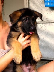 Excellent German Shepherd Puppies - German Shepherd Dog Dog