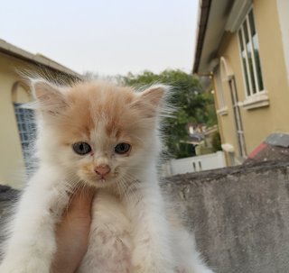 Leo - Domestic Long Hair + Persian Cat