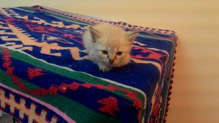 Cutie Kitten - Domestic Medium Hair + Siamese Cat