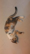 Catthree - Domestic Short Hair Cat